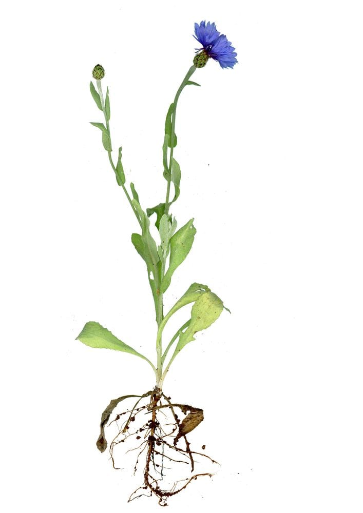 Centaurea cyanus wild